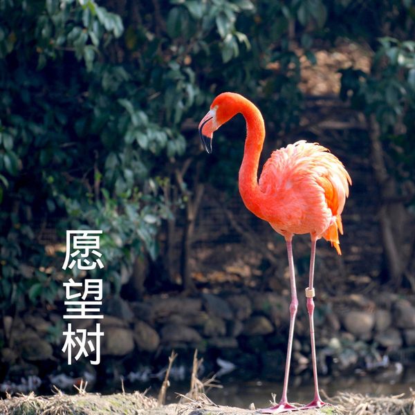 愿望树