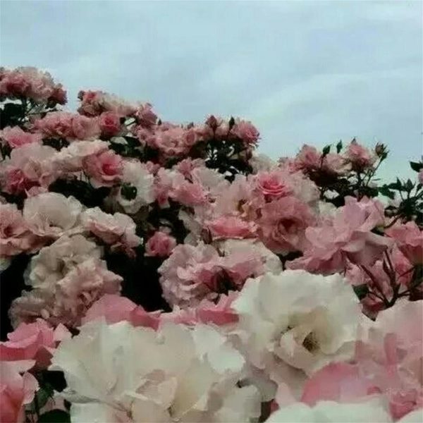 假装很平静